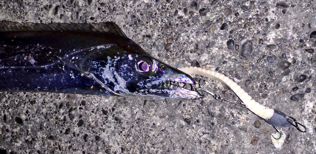 tyaba_tate's tweet image. タチウオグミング。グミワームとS.G.スイマー（21gと11g）の組み合わせで。
最大でF5サイズ。ドスケベホワイトとドスケベイエローが良い感じでした✨

#Gummyworm
#グミワーム
#ドスケベホワイティング
#SGスイマー