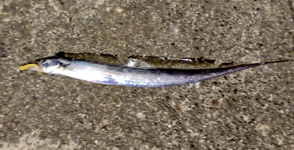 tyaba_tate's tweet image. タチウオグミング。グミワームとS.G.スイマー（21gと11g）の組み合わせで。
最大でF5サイズ。ドスケベホワイトとドスケベイエローが良い感じでした✨

#Gummyworm
#グミワーム
#ドスケベホワイティング
#SGスイマー