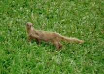 What dis?  It's Hawaii's version of squirrels: the mongoose!