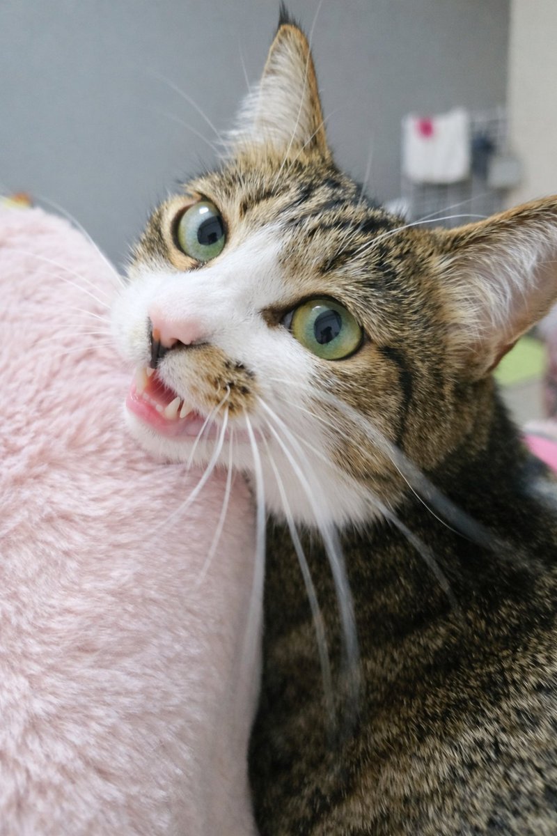 まりもちゃん！と🧌 (@marimo2021915) / Posts / X