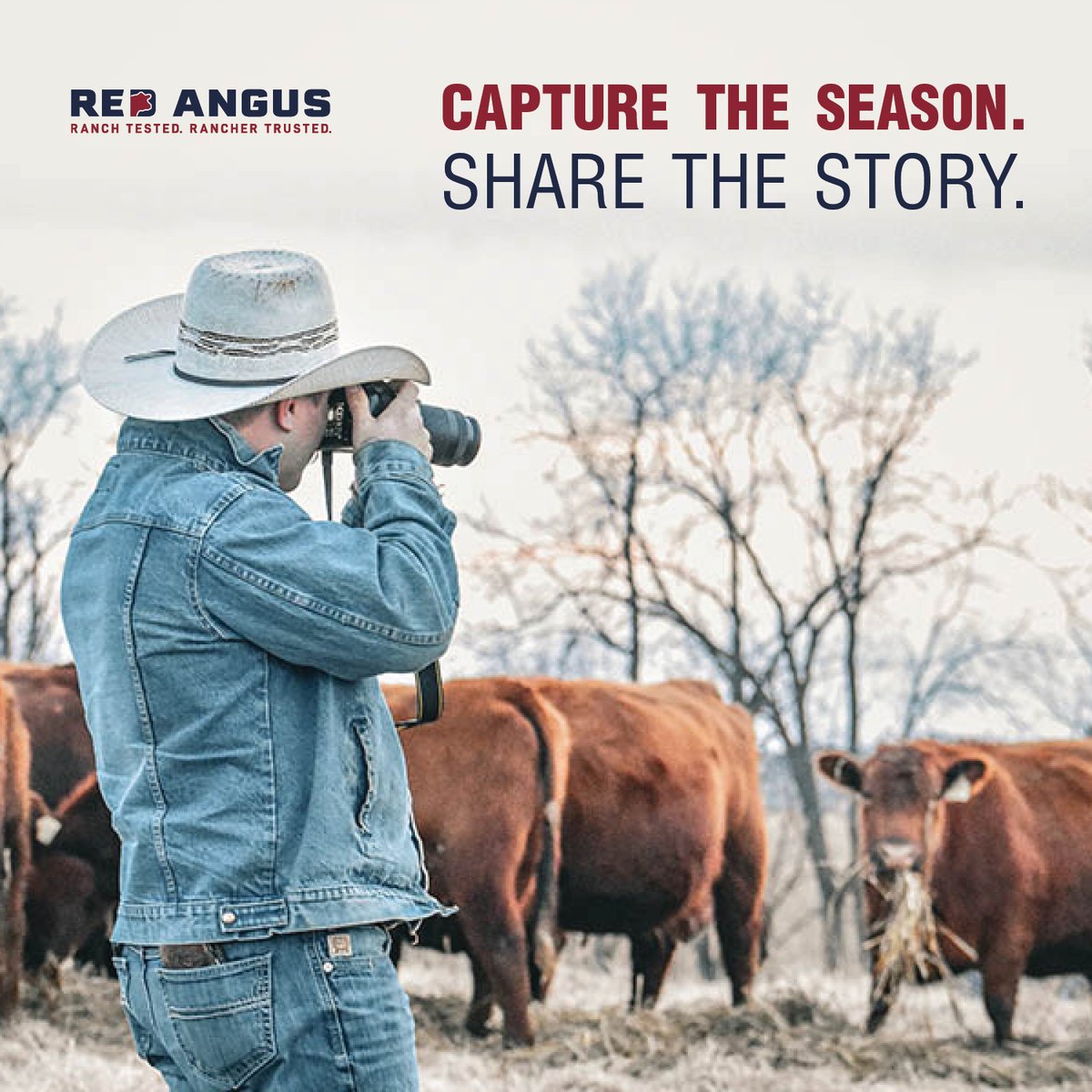 Red Angus America tweet media