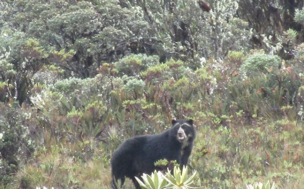 Andean Bear Found. tweet media