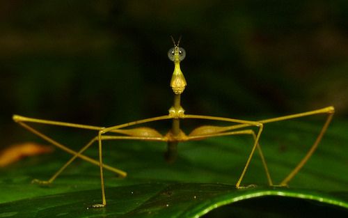 rio 🪲 bug oomf tweet media