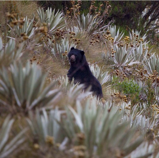 Andean Bear Found. tweet media