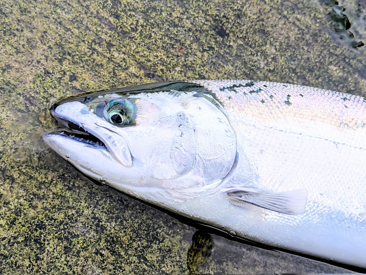 Kazu (@turibakadiary) / Posts / X