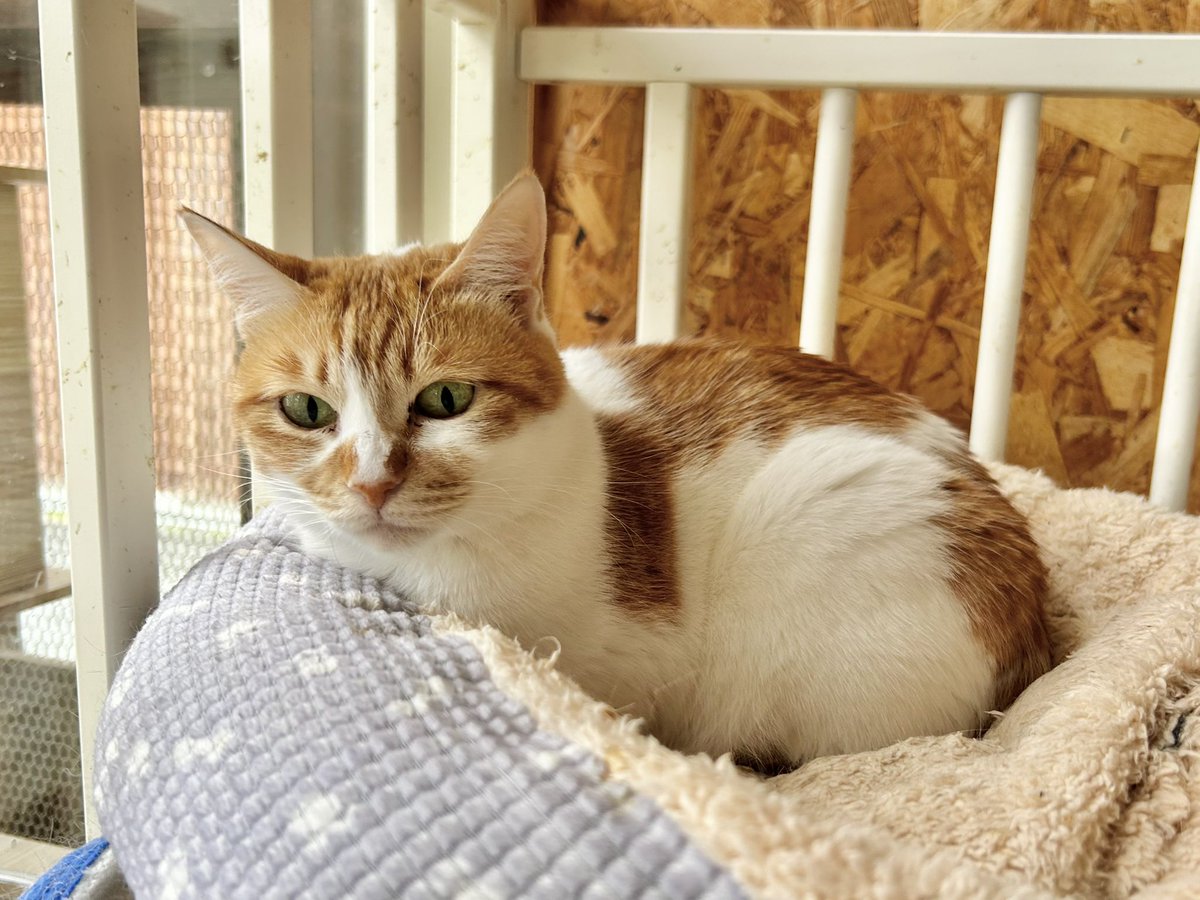 おはようございます.ᐟ.ᐟ 〖 ニンニちゃん 〗 珍しくシャキッと起き