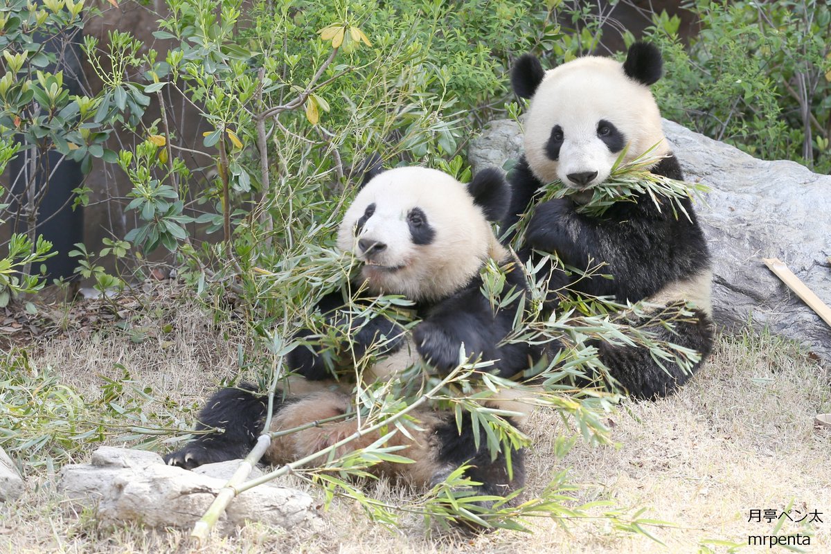 シャオシャオ レイレイ 2023.03.31 #上野動物園