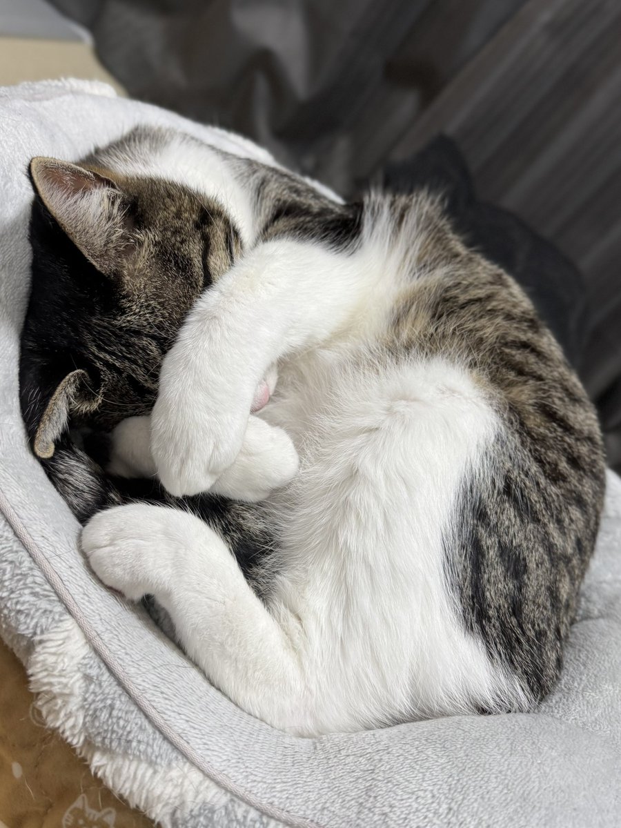 ぎんのねこ (@ginnonekoch) / Posts / X