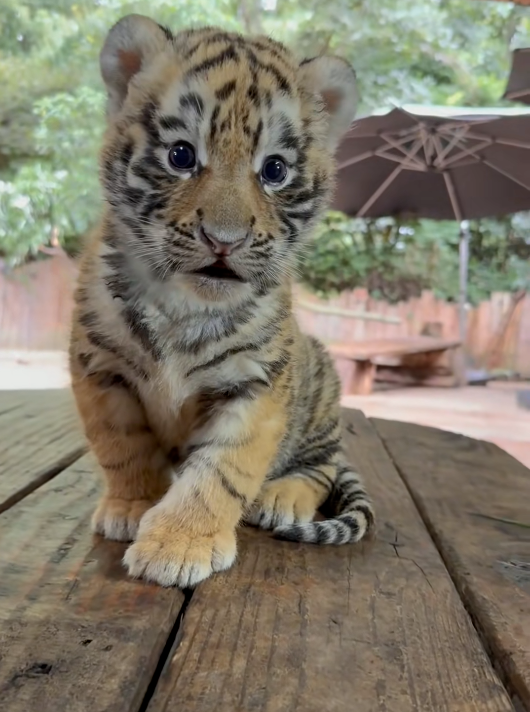 Baby tiger spotted chilling like this.

Internet did the rest.

Over 3M+ Views on this tiktok

$BTIGER

BABY TIGER Community / X

x.com/i/communities/…