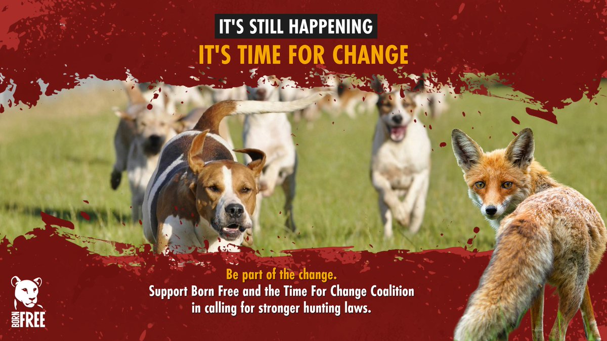BornFreeFDN's tweet image. Born Free is backing an open‑letter petition from our friends at @LeagueACS urging the UK Government to deliver its promised consultation on banning trail hunting and strengthening the Hunting Act.

🐾 It’s #TimeForChange - sign the open letter today.
🔗 bit.ly/4afYO4X