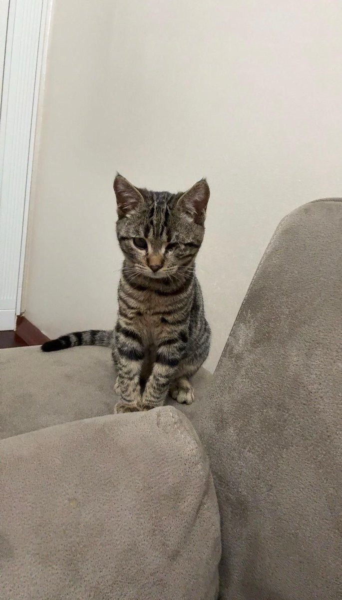 *Acil Kan İhtiyacı*

🩸B grubu, Erkek Kedi, 1 yaş üzeri, aşılarının tam ve en az 3 aydır antibiyotik kullanmamış olması gerekiyor. 

📍İstanbul içi her yerden getirip götürme karşılanacak. 

📞0539 371 61 32