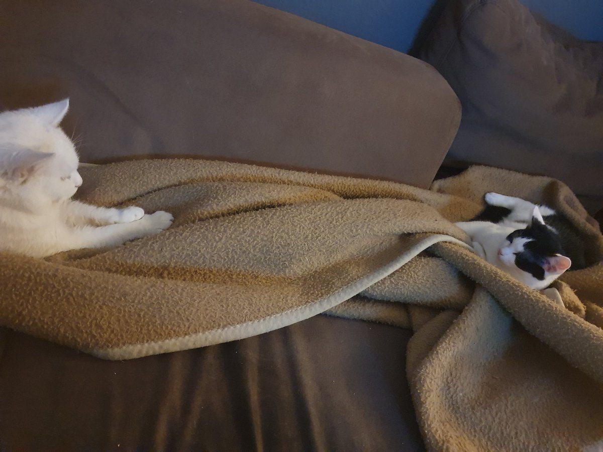 Nachdem ich Aura aufgenommen habe (wäre sonst ins Tierheim gekommen) nähert sie sich ganz langsam der alten Luna an. Irgendwann kuscheln sie sicher