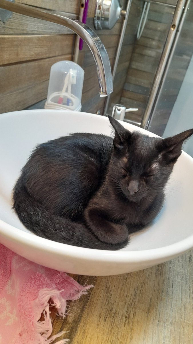 RIO DE JANEIRO – RJ 

Há 1 mês o Carvão foi abandonado no meu condomio num dia d chuva e foi encontrado dentro dum motor d carro da garagem. To abrigando ele até achar um lar definitivo pra esse garotao d 4 meses

Compartilhe pf, nao tenho como arcar com os custos d mais 1 gato