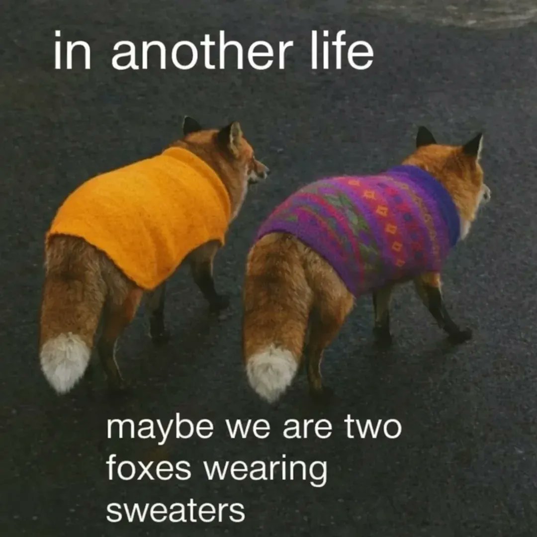 TheFoxLife's tweet image. In another life, we’re quieter… and happier