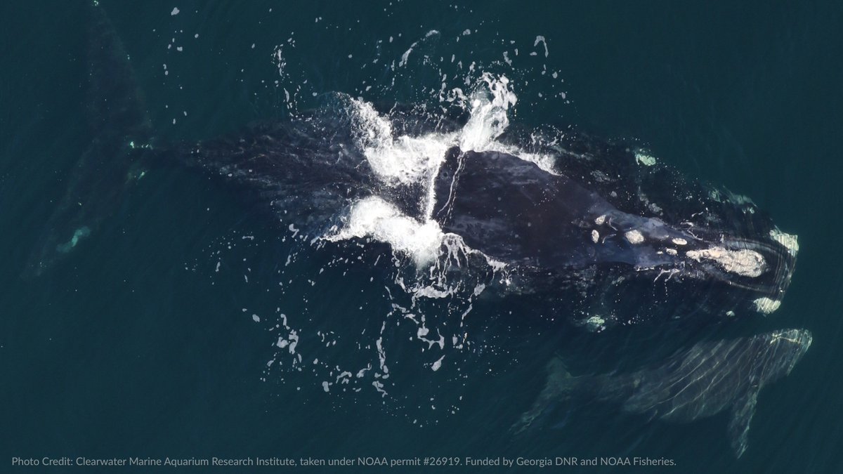 BIG NEWS: North Atlantic right whales have now welcomed 21 total calves this season—shattering a 15‑year record! 🎉 

Scientists consider 20 births to be the benchmark of a productive calving season &amp; a win for these animals.

See all the mom &amp; calf pairs: oceana.ly/4r54QMd
