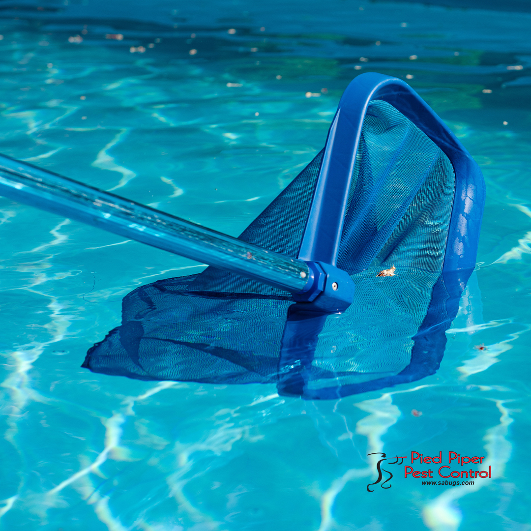 Do you have a pool and need pest control?

We offer free estimates, free inspections, and senior and military discounts. Call us at (210) 702-2060 today to schedule your pest control service.

monkeylink.co/2c0fff
#PiedPiperPestControl #BestPestControl #AffordablePestControl