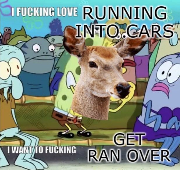 Deer in Places they Shouldn't Be (@deershouldnt) on Twitter photo 