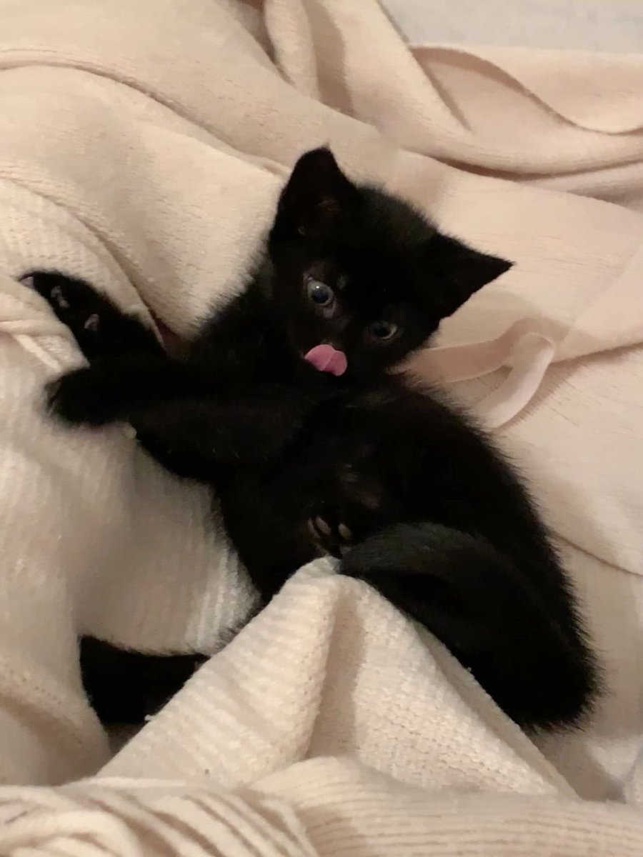 visualscat's tweet image. 