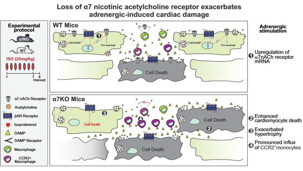 AJP-Cell Physiology tweet media