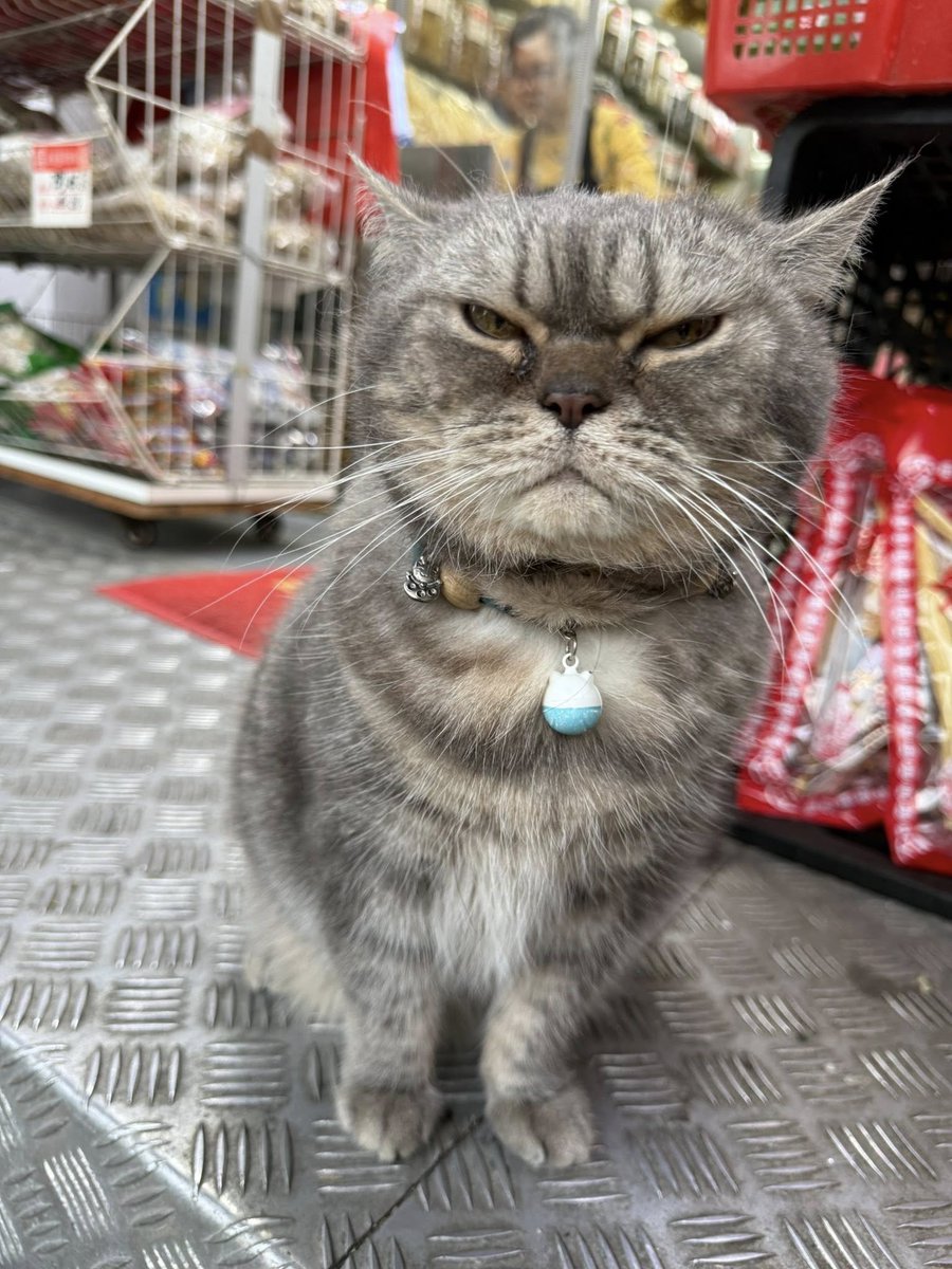 cats with jobs 🛠 tweet media