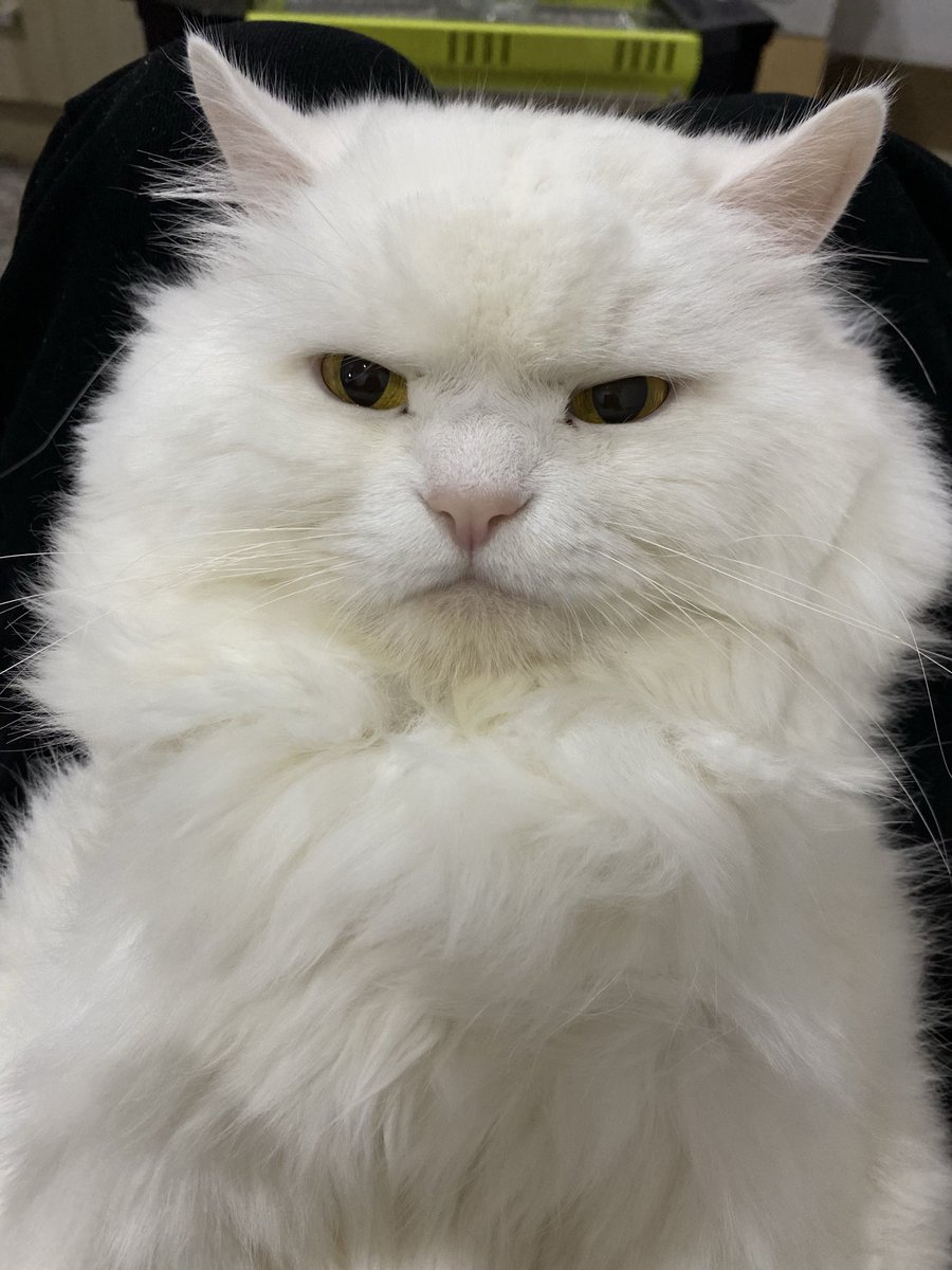 My cat's face every day
Whay 🙂‍↔️😏