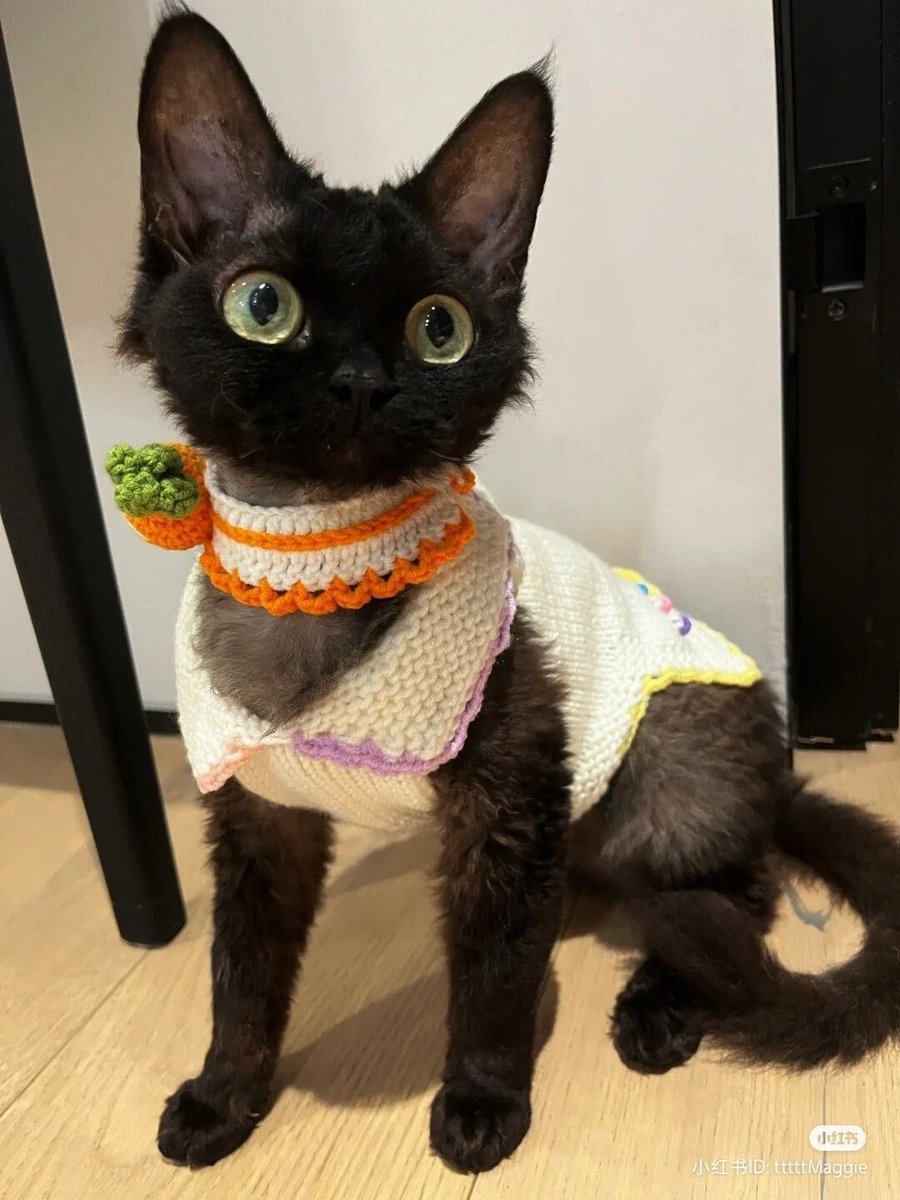 this kitty is gorgeous