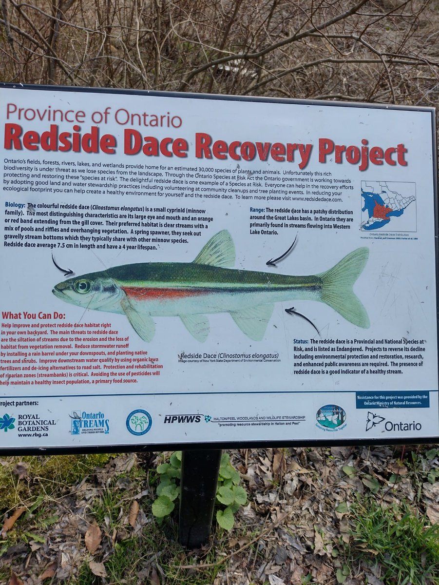 CanadaGray's tweet image. Just a reminder that @Fordnation wants to plow through Highway 413 which would cross 85 streams and rivers and destroy the habitat of this endangered fish that they claim they are trying to save. #Stopthe413 #onpoli