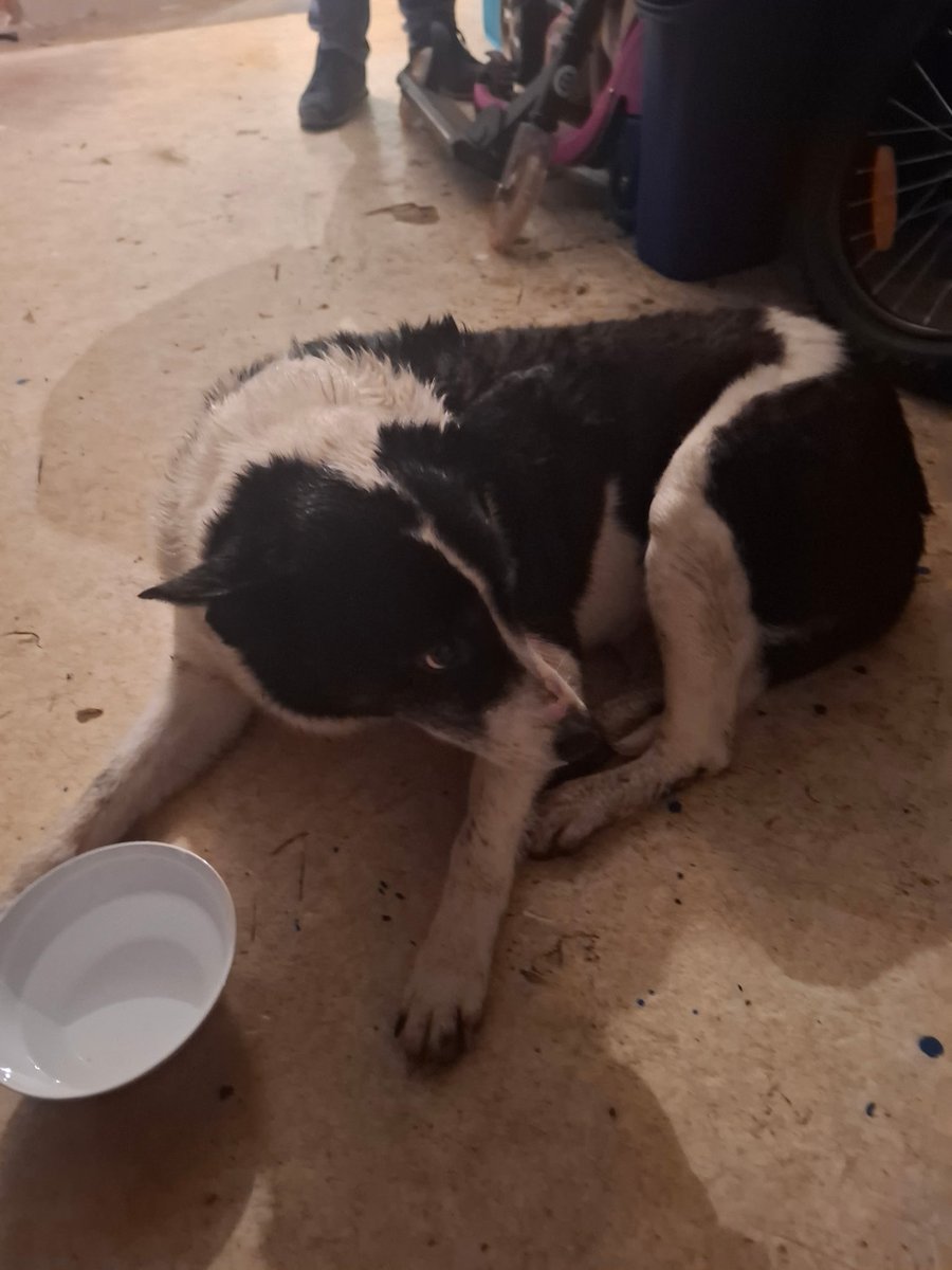 Lost & Found Pets IE tweet media