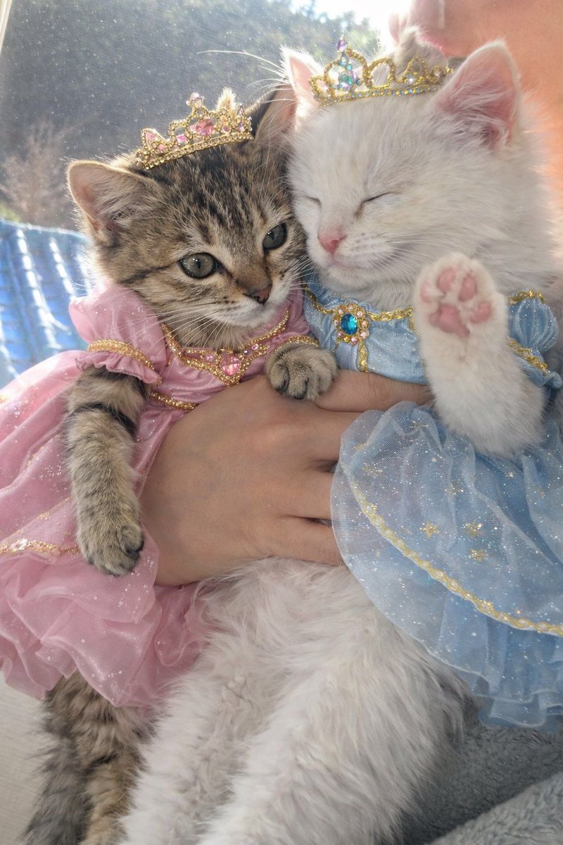 teddybullaro's tweet image. 