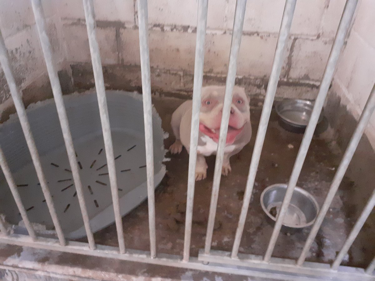 Three illegal dog breeders sentenced at Crown Court
•One received 36 weeks imprisonment and a 15-year ban on keeping dogs
•Two received suspended sentences &amp; a lifetime ban from keeping dogs
Illegal dog breeding &amp; animal cruelty will not be tolerated
orlo.uk/IXd70