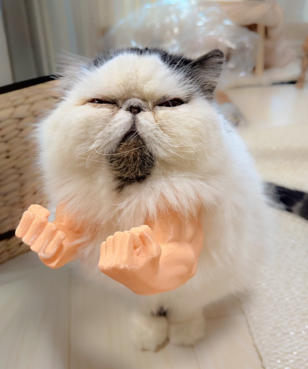 pechanko_bocco (@pechanko_bocco) / Posts / X