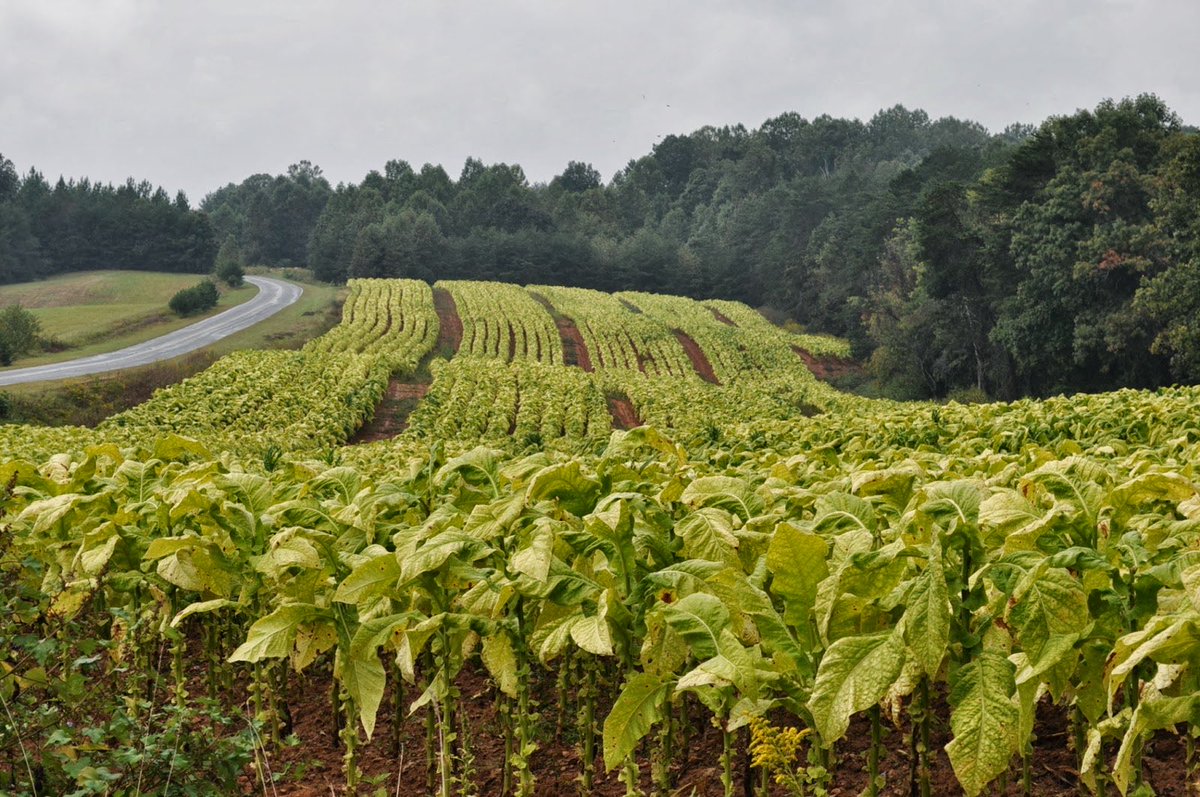 BuffaloByGodDan's tweet image. The North Carolina Nationalism posting will continue indefinitely.