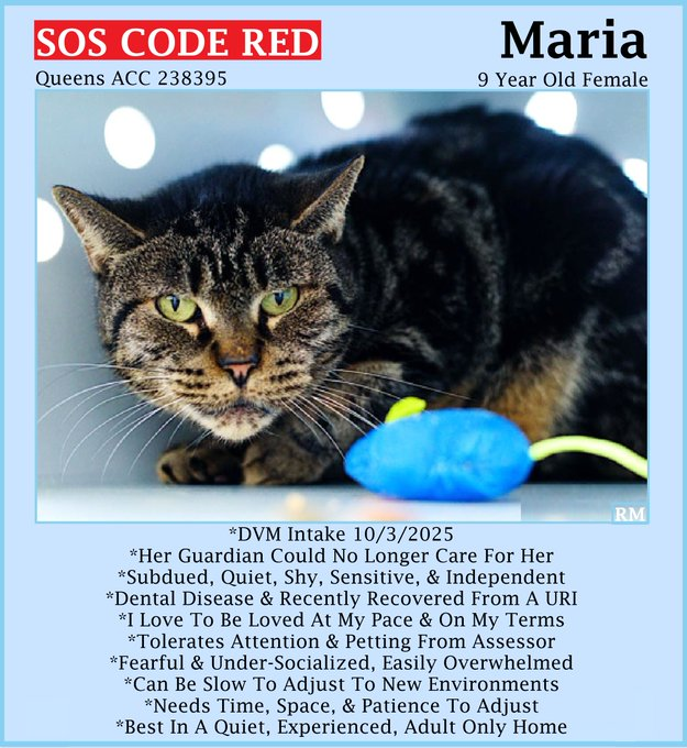 sachikoko's tweet photo. 🆘CODE RED🆘RELISTED TBK THU 1/29/26🆘🙏🏾PLZ SHARE🆘
🙏🏾PLZ #PLEDGE 2 SAVE MY LIFE
💝Fearful, Sweet 9YO #Senior Brown #Tabby Kitty MARIA💝
😿💔Owner Unable 2 Care 4, Not Thriving
🚨Needs #Adoption #Rescue #Foster🚨
▶️238395 https://t.co/o9HEXln0Dg
🙏🏽#AdoptDontShop
#Queens #NYCACC https://t.co/vRvKgBOZkK