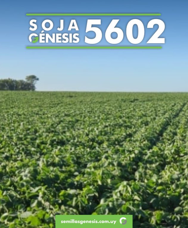 Semillas Génesis tweet media