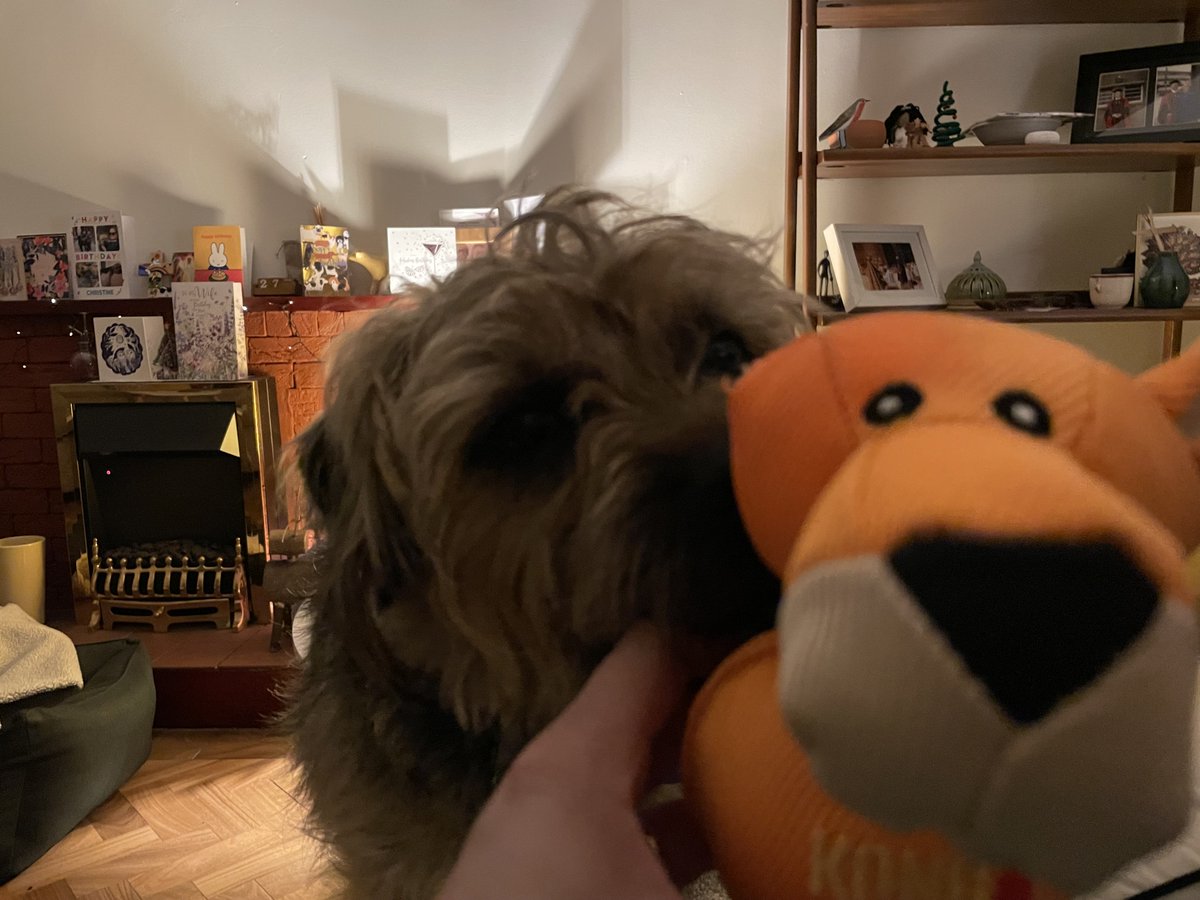 HomesChristineH's tweet image. Someone has just eaten the ear of Kong Wubba clean off 👂👀 #snack #Benedict #BTPosse ⁦@revdlouisjj⁩ (&amp;amp; its not been in the vicarage even 24 hrs)