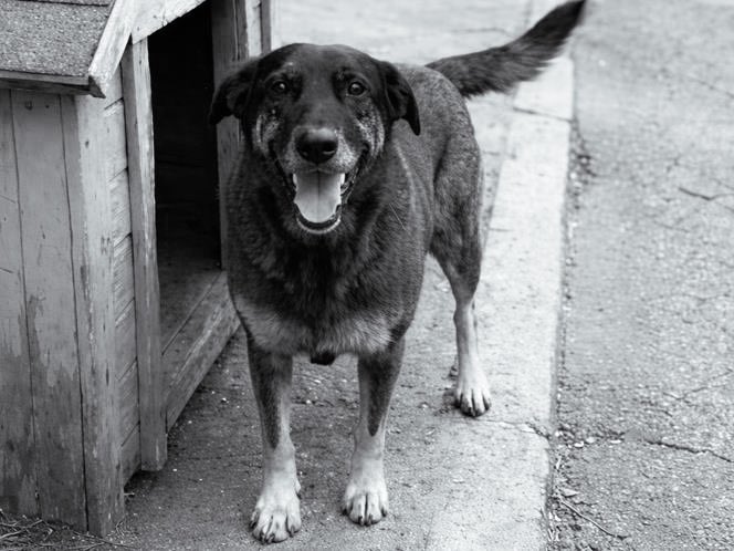 Fiquei muito triste com o que aconteceu com o cãozinho Orelha, em Santa Catarina. Sou pai de pet com oito cachorros e um gato e sei, de verdade, o quanto eles fazem