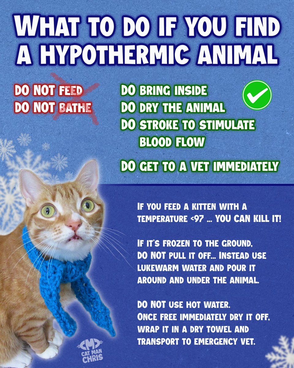 I hate knowing there's so many kitties out there that don't have sufficient shelter in this brutal weather.... please SHARE this to help save lives! ❤️‍🩹

#snow #snowmageddon #animalrescue #coldweather #cats