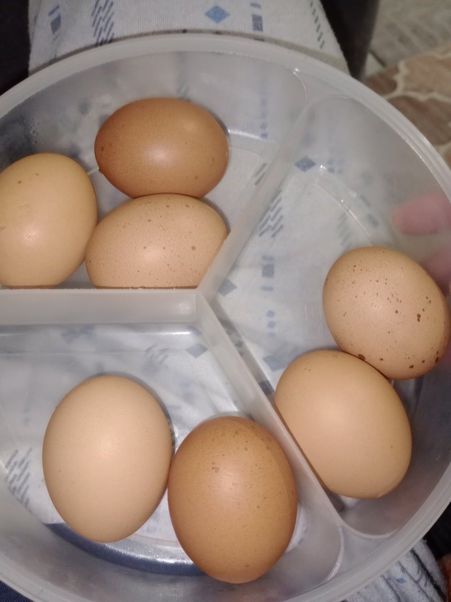 Gerçek Organik yumurta işte bu komşunun tavukların yumurtaları