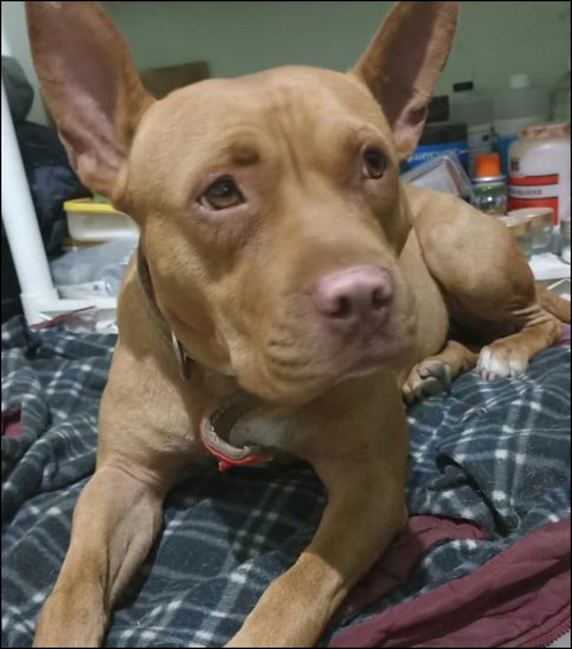 Bellita, un amor tan grande que duele. Te amaré toda la vida, amor mío.