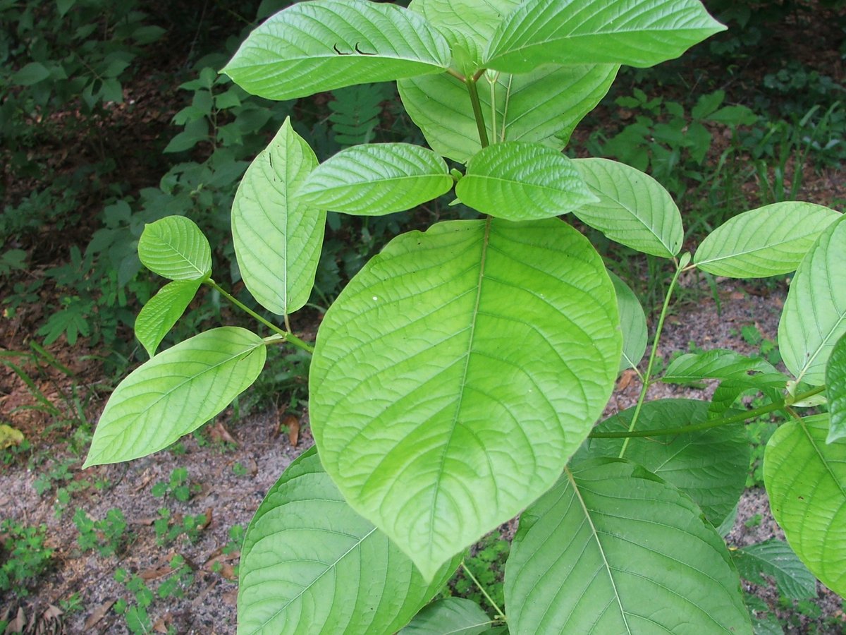 Kratom Under Attack: New 2026 Bills Aim to Criminalize Consumers Across the U.S., A state by state round-up of prohibition threats kratomscience.com/2026/01/27/kra…