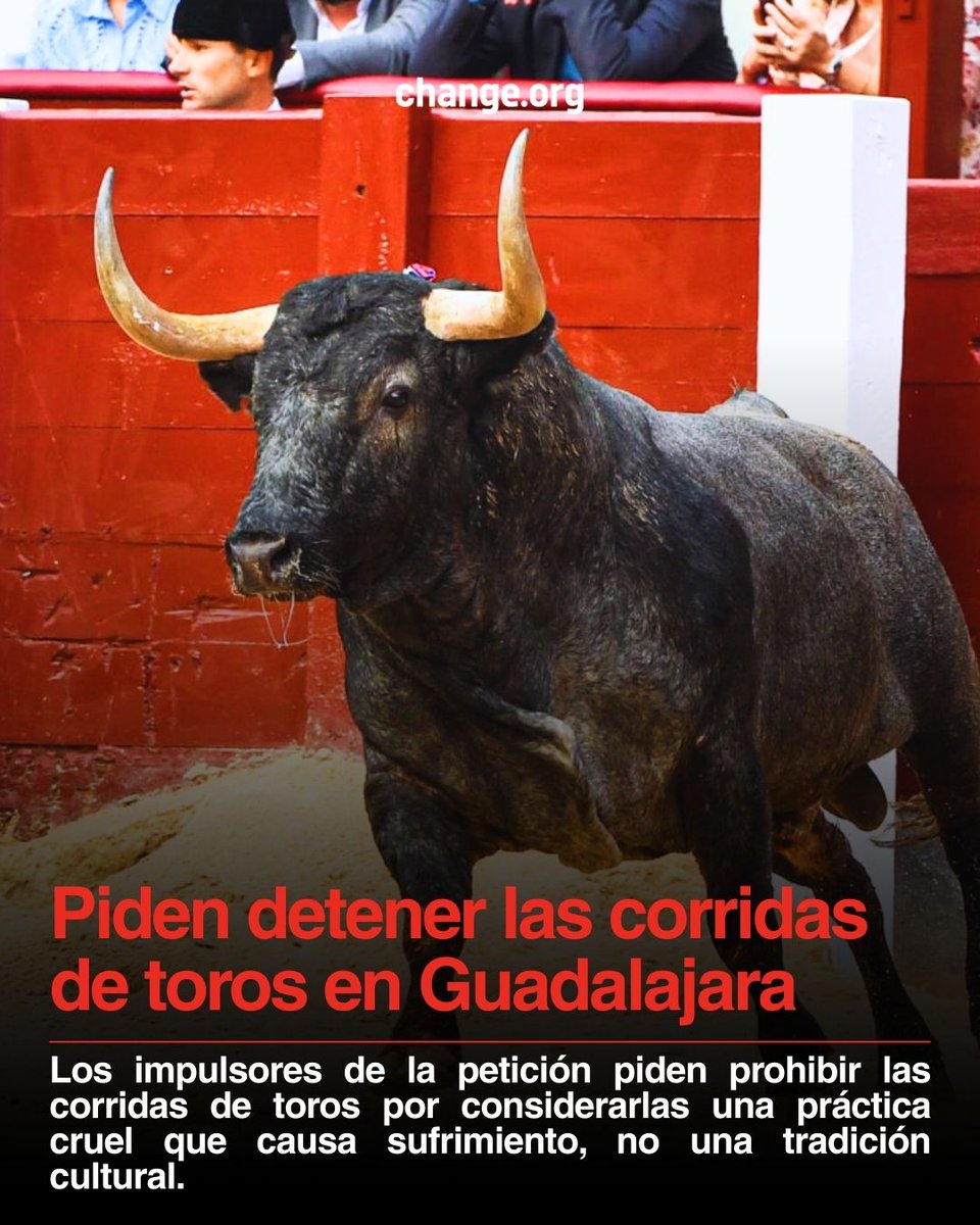 Change_Mex's tweet photo. 🐂 Los impulsores de esta petición solicitan prohibir las corridas de toros por el sufrimiento animal que implican. 🔍 La iniciativa busca abrir el debate y promover alternativas más respetuosas. 👉 Conoce la petición aquí: https://t.co/ZpsEarTulZ https://t.co/DKOx68zF2j
