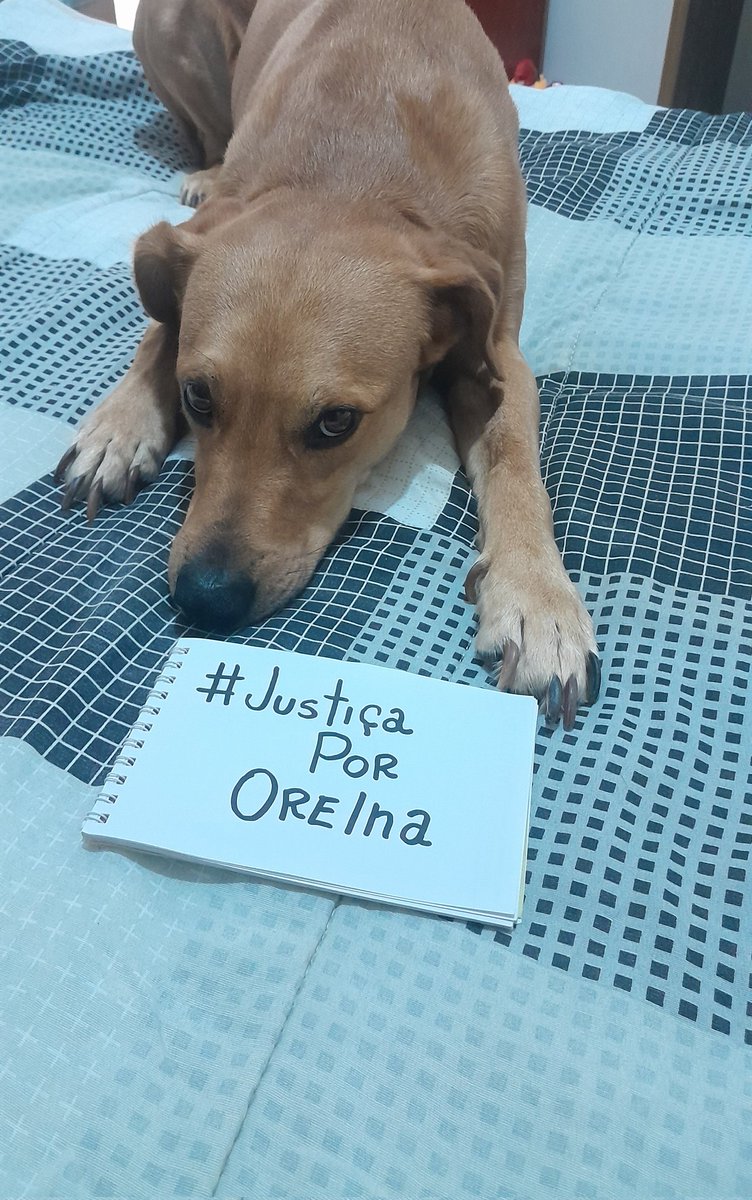 Voltando aqui pra pedir ajuda a todos vocês:

Quero reunir dcnautas, marvetes, fãs de invencível, the boys e todas as bolhas nerds para ajudar na causa do orelha. CRIMINOSOS mataram um animal inocente e isso não pode ficar impune.

#justicapororelha