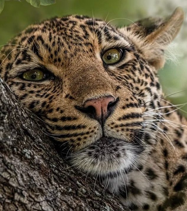 vivaneil1234's tweet image. 