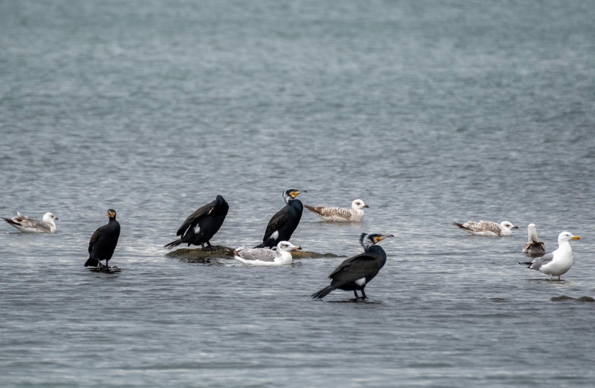 Büyük karabaş martının genci de bir garip duruyor, posturden herhalde
#hangitür