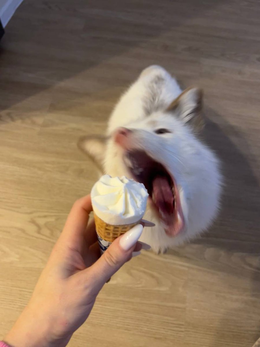 TheFoxLife's tweet photo. 🍦 https://t.co/qcWVUPxPdM