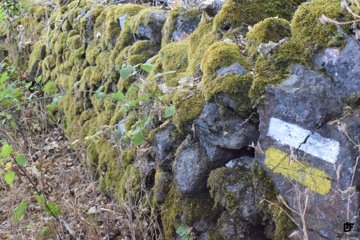 IDForestal tweet media