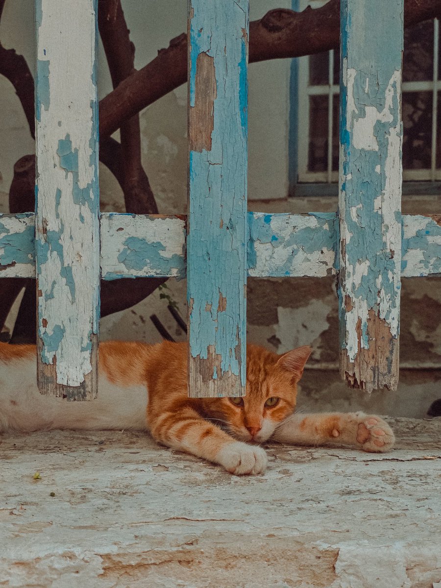 matialonsor's tweet photo. Algunas personas van a Grecia por su historia, comida y arte. Yo fui por los gatitos https://t.co/NvadM0hVSa