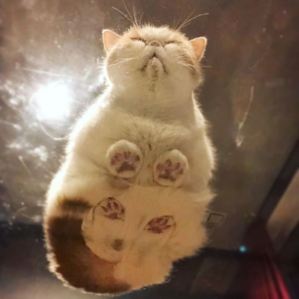 mari 💢 screetuber @ bsky too tweet media