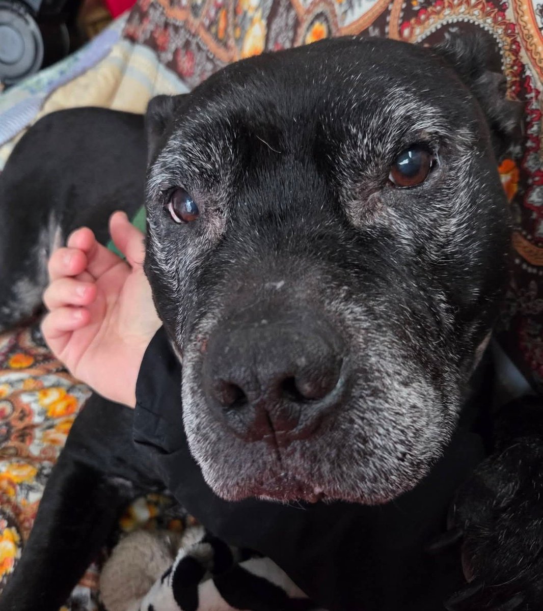 Oh Sir Thomas, we can't get enough of your beautiful little face 😍❤️❤️😍 

Such a gentle and loving little fella, adored by all his aunts and uncles.

seniorstaffyclub.co.uk #seniorstaffy #TeamZay #AdoptDontShop #rescuedog #adoptable #dog #tuesdayvibe