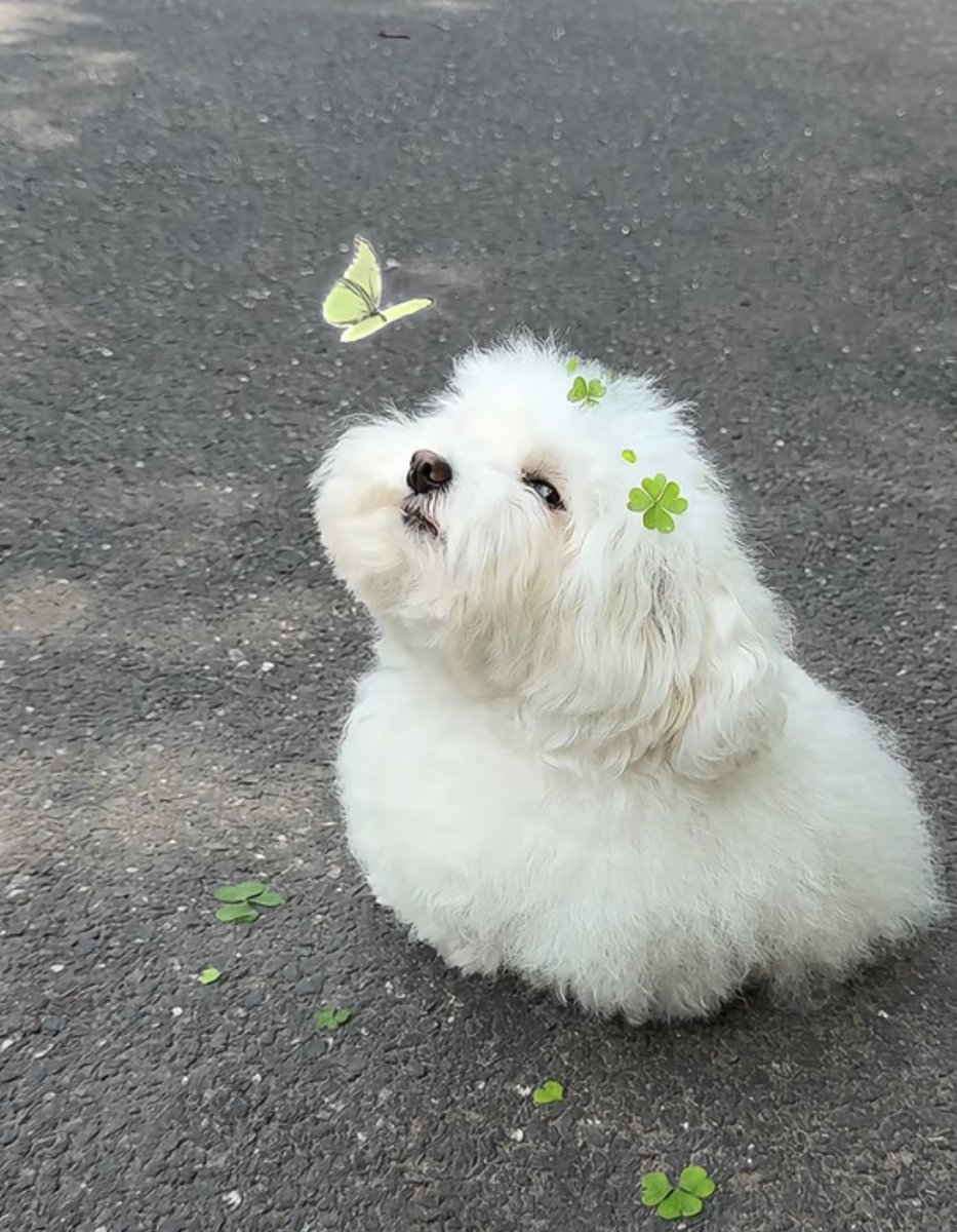 twaniimals's tweet photo. https://t.co/dSSDb4ycUo